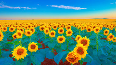Entdecke die blühenden Sonnenblumenfelder in Norddakota 2025
